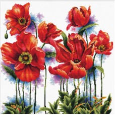 Lovely poppies